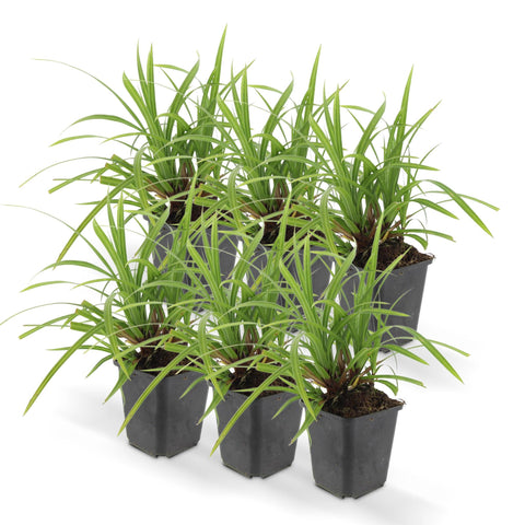 6x Carex morrowii 'Irish Green' - ↕10-25cm - Ø9cm