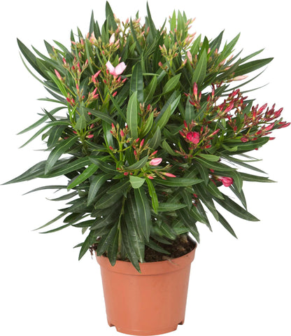 Nerium Oleander rote Blumen