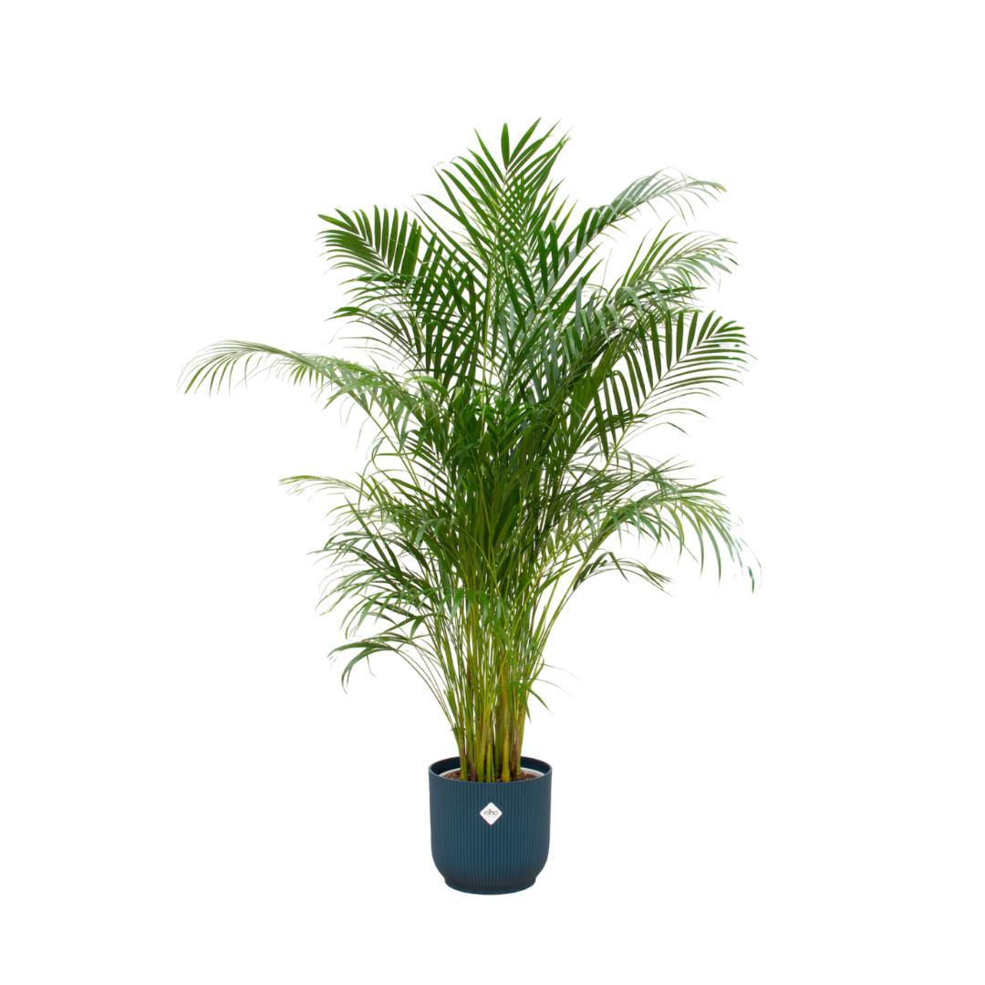 Kombi-Angebot - Areca-Palme inkl. elho Vibes Fold Rund Blau Ø30 - 180 cm