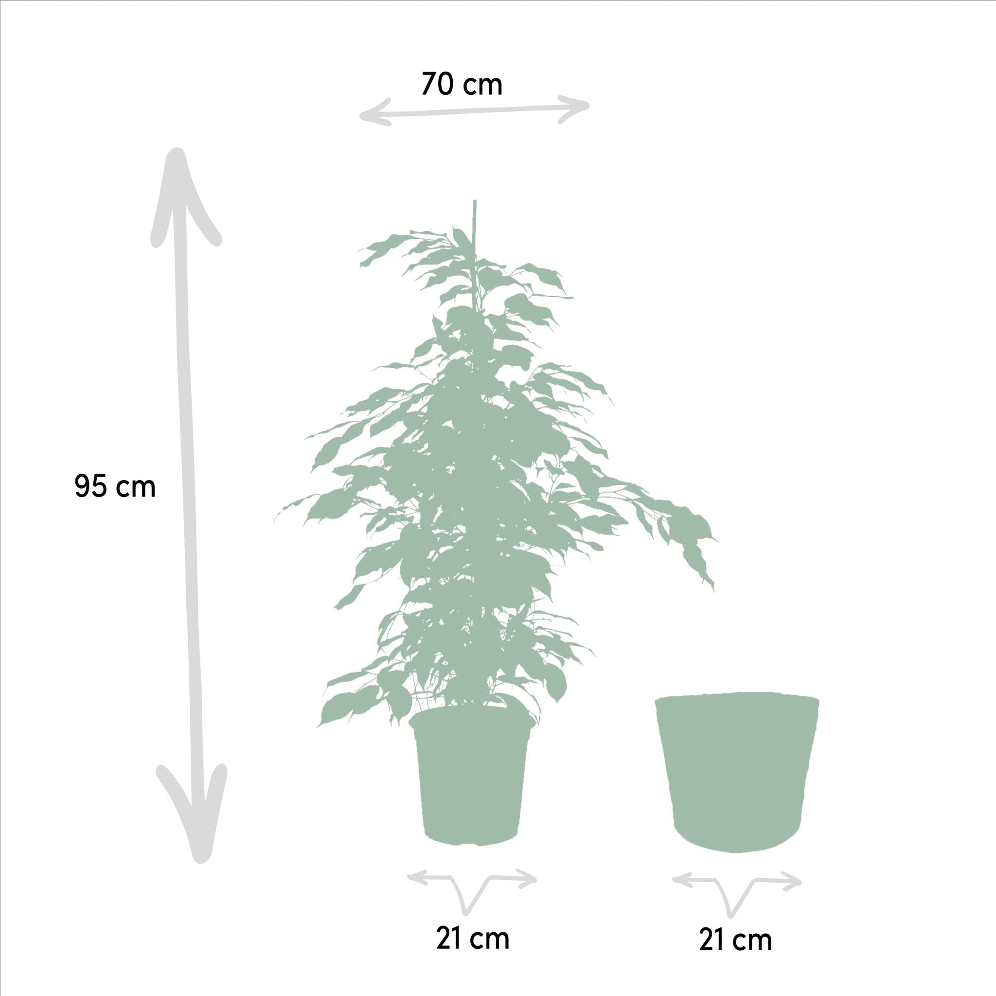 Ficus benjamina Danielle - Ø21cm - ↕95cm + Korb Igmar