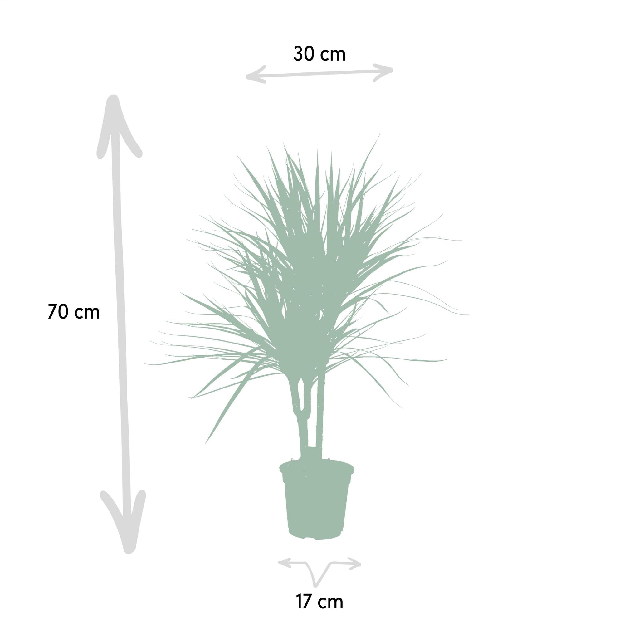 Dracaena Marginata - Ø17cm - ↕90cm