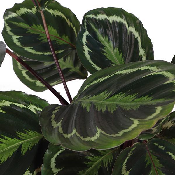 Calathea Medaillon Ø21cm - ↕70cm in Albury NATURAL Korb