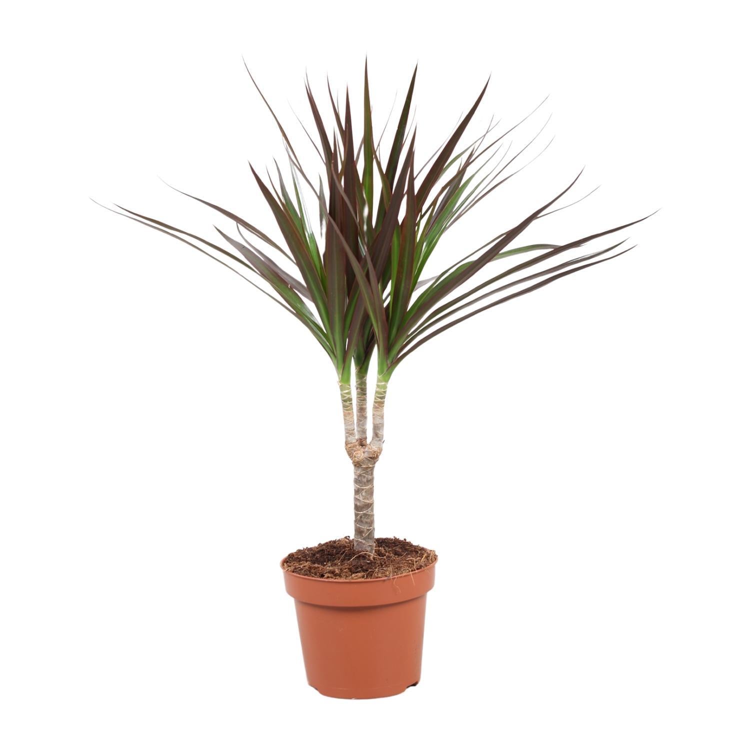 Dracaena Magenta - Ø12cm - ↕50cm