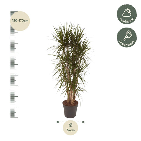 Dracaena Marginata verzweigt - 160 cm - ø34