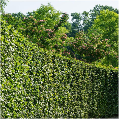 1 Meter Hainbuche Hecke - Carpinus Betulus - Pflanzenset mit 6 winterharten Heckenpflanzen - Laubabwerfende Hecke - Direkt von der GÃ¤rtnerei geliefert