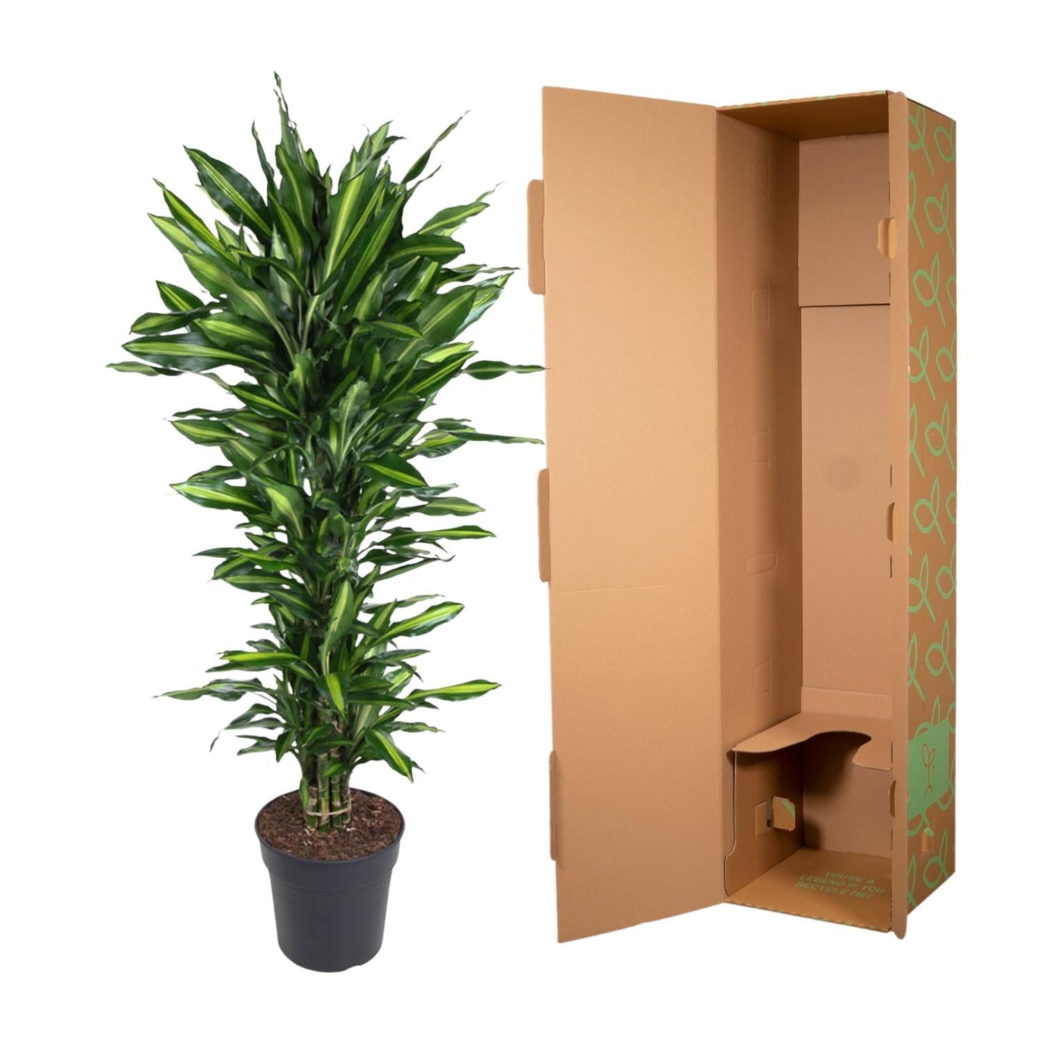 Dracaena Cintho verzweigt - 150 cm - ø31