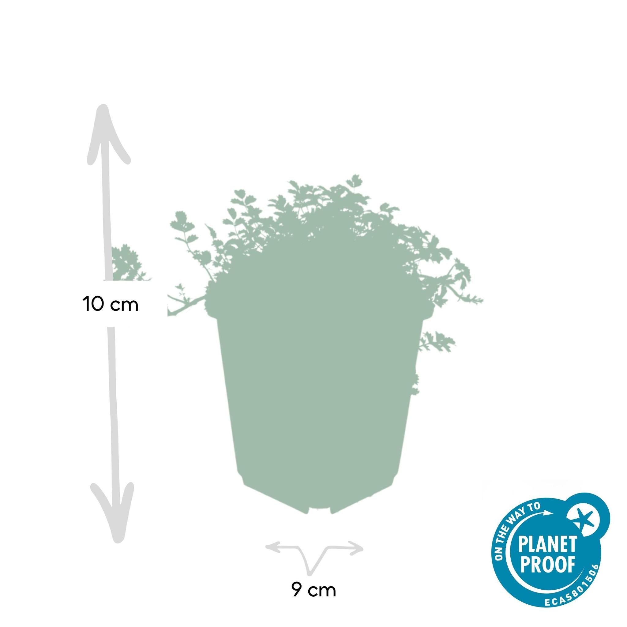 Acaena microphylla 'Kupferteppich' - ↕25cm - Ø9cm - 20x