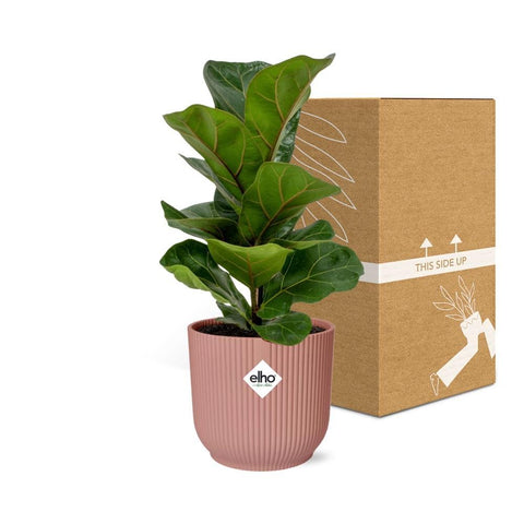 Ficus Lyrata ‘Bambino’ in elho Vibes Fold 14cm Rosa