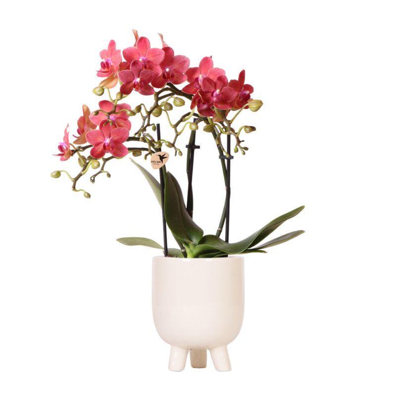 Kolibri Orchids | Rote Phalaenopsis Orchidee - Congo + Gummitopf Travertin - Topfgröße Ø9cm - 40cm hoch | blühende Zimmerpflanze im Blumentopf - frisch vom Züchter