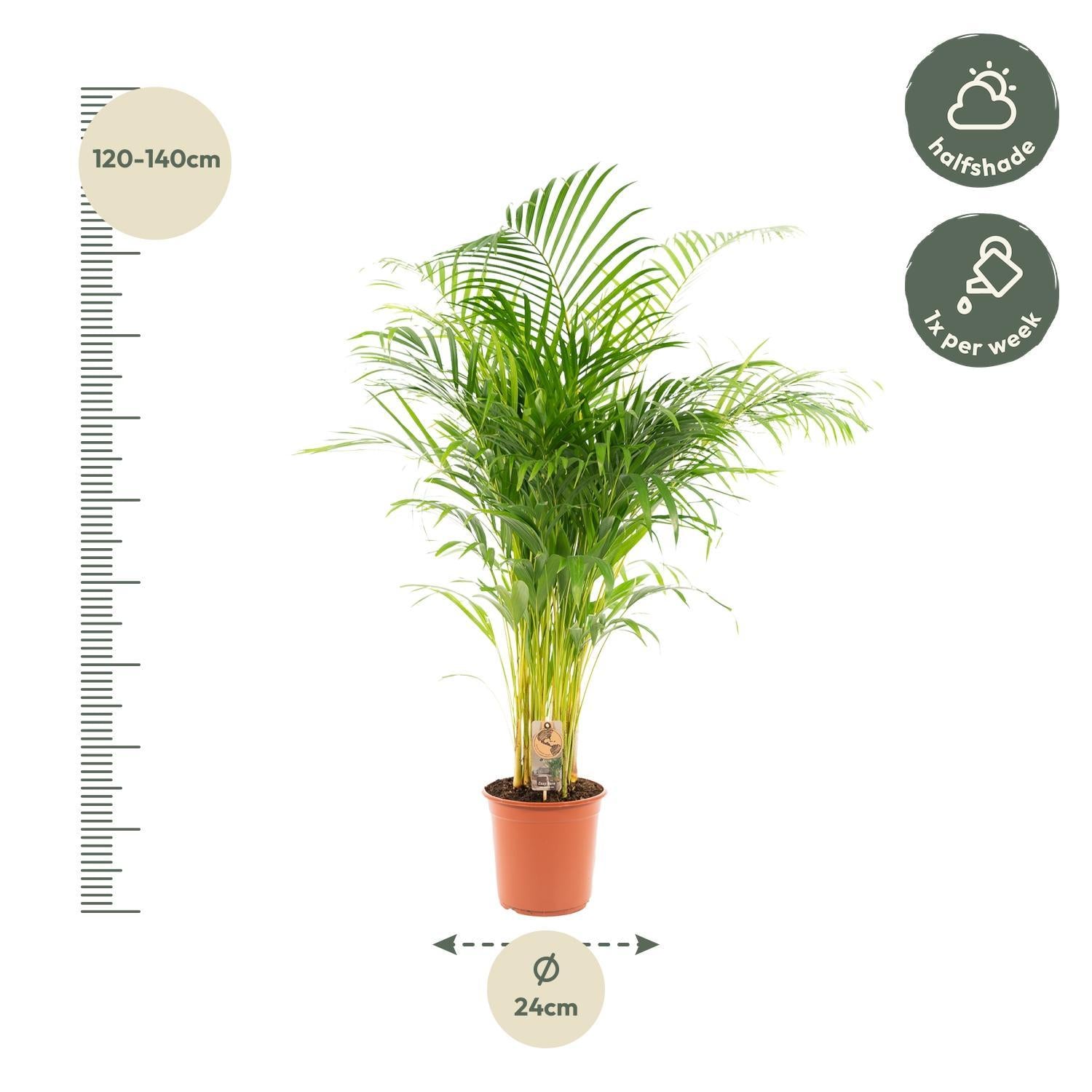 Areca-Palme - Ø24cm - ↕130cm