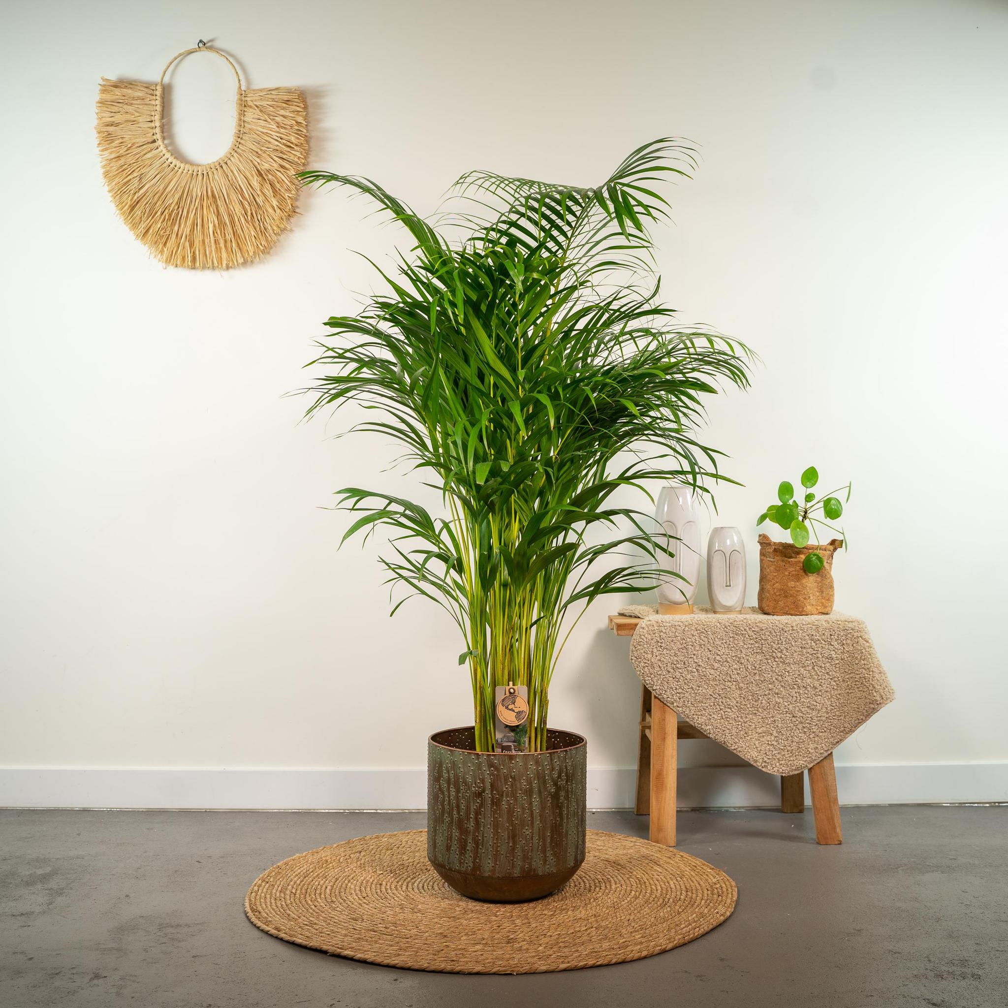 Areca-Palme - Ø24cm - ↕130cm