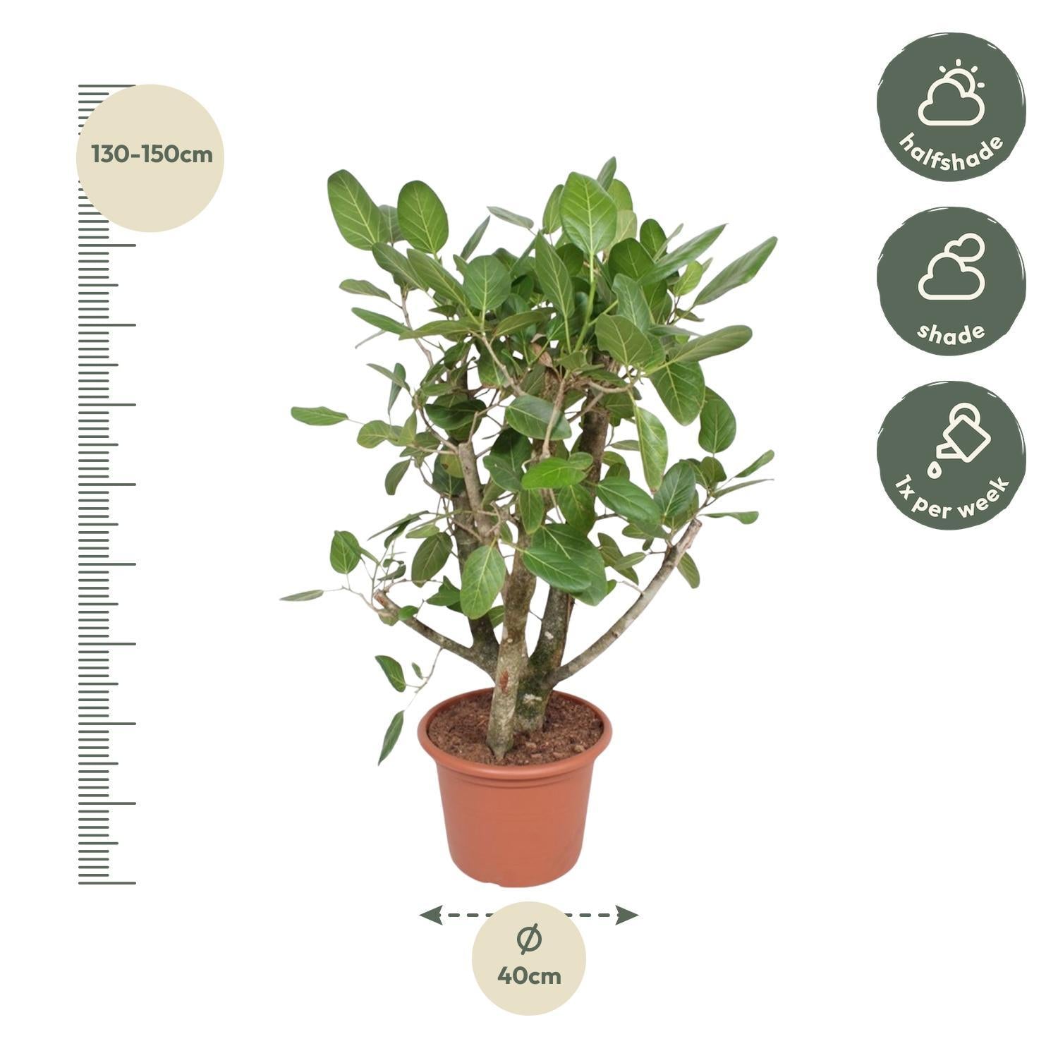 Ficus Benghalensis verzweigt - 140 cm - ø40