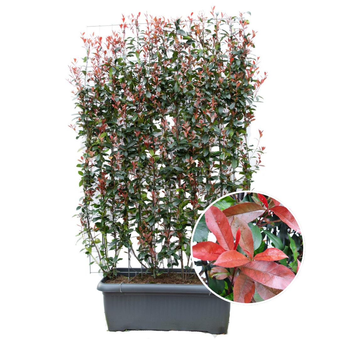 Photinia Fraseri 'Carré Rouge' - Glanzmispel - Fertighecke - 120 x 120 x 180 cm