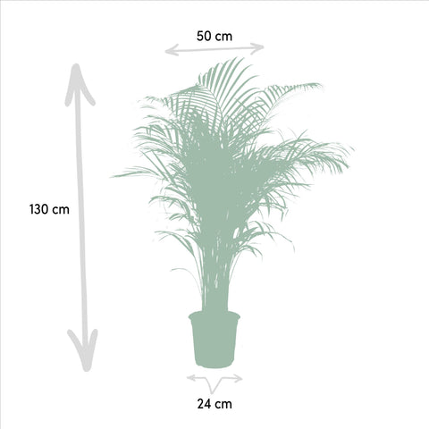 Areca-Palme - Ø24cm - ↕130cm