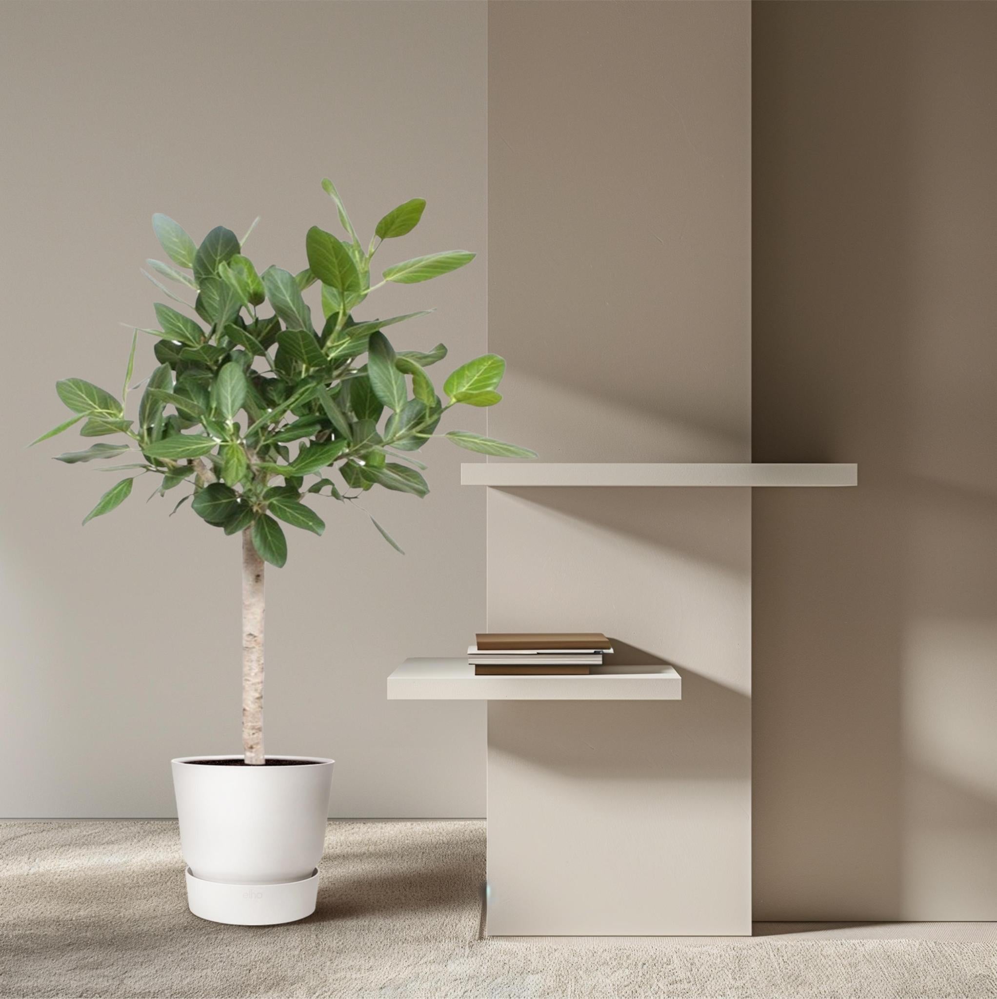 Ficus Benghalensis auf Stamm - 140 cm - ø30