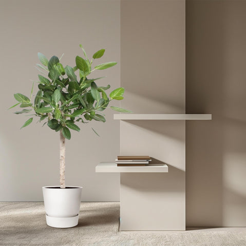 Ficus Benghalensis auf Stamm - 140 cm - ø30