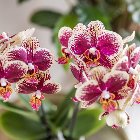 Kolibri Orchids | Gelbe rote Phalaenopsis-Orchidee - Spanien - Topfgröße Ø9cm | blühende Zimmerpflanze - frisch vom Züchter