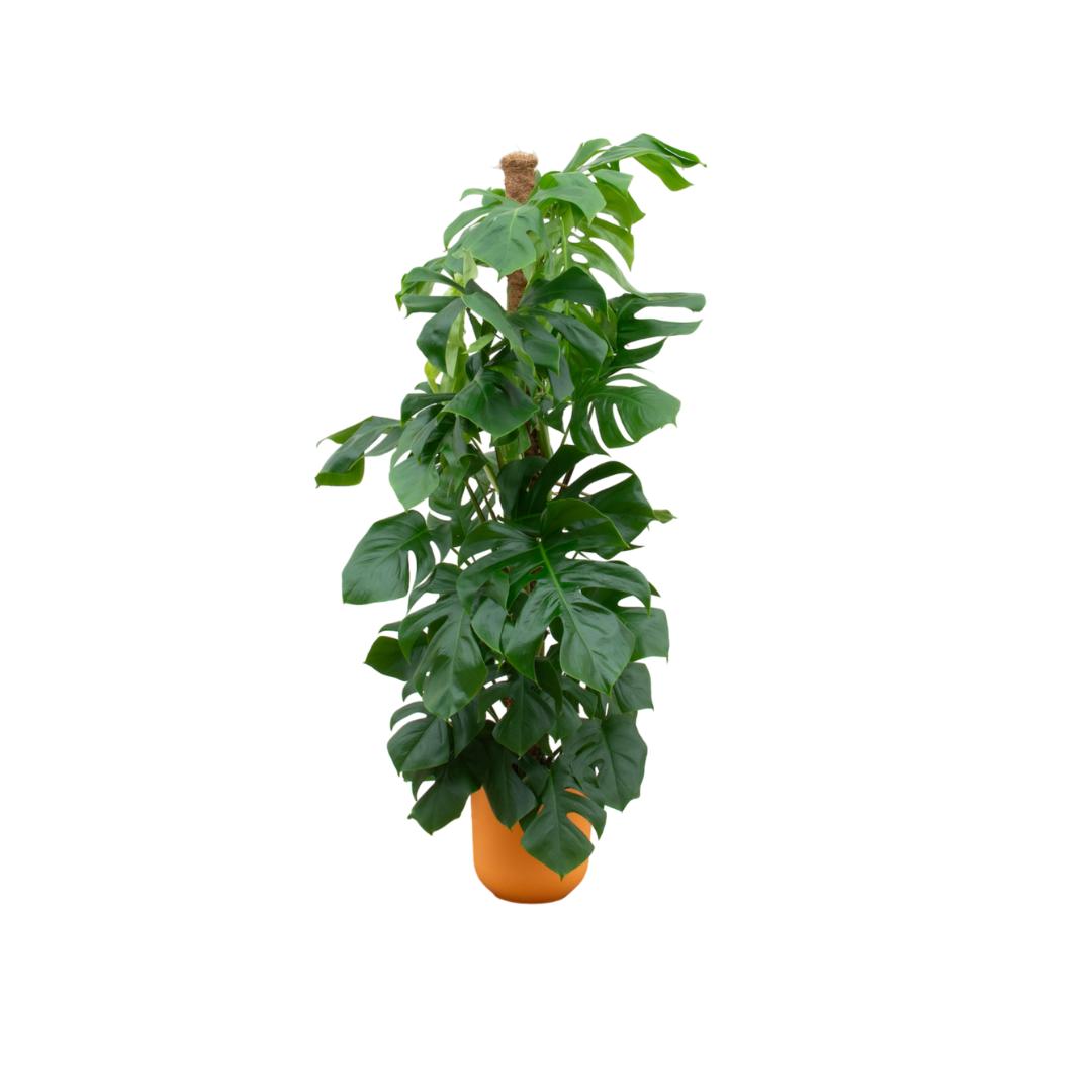 Kombi-Angebot - Monstera Pertusum XL inkl. elho Jazz Rund Gelb Ø26 - 150 cm