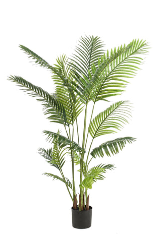 Kunstpflanze - Howea Forsteriana  - 160 cm