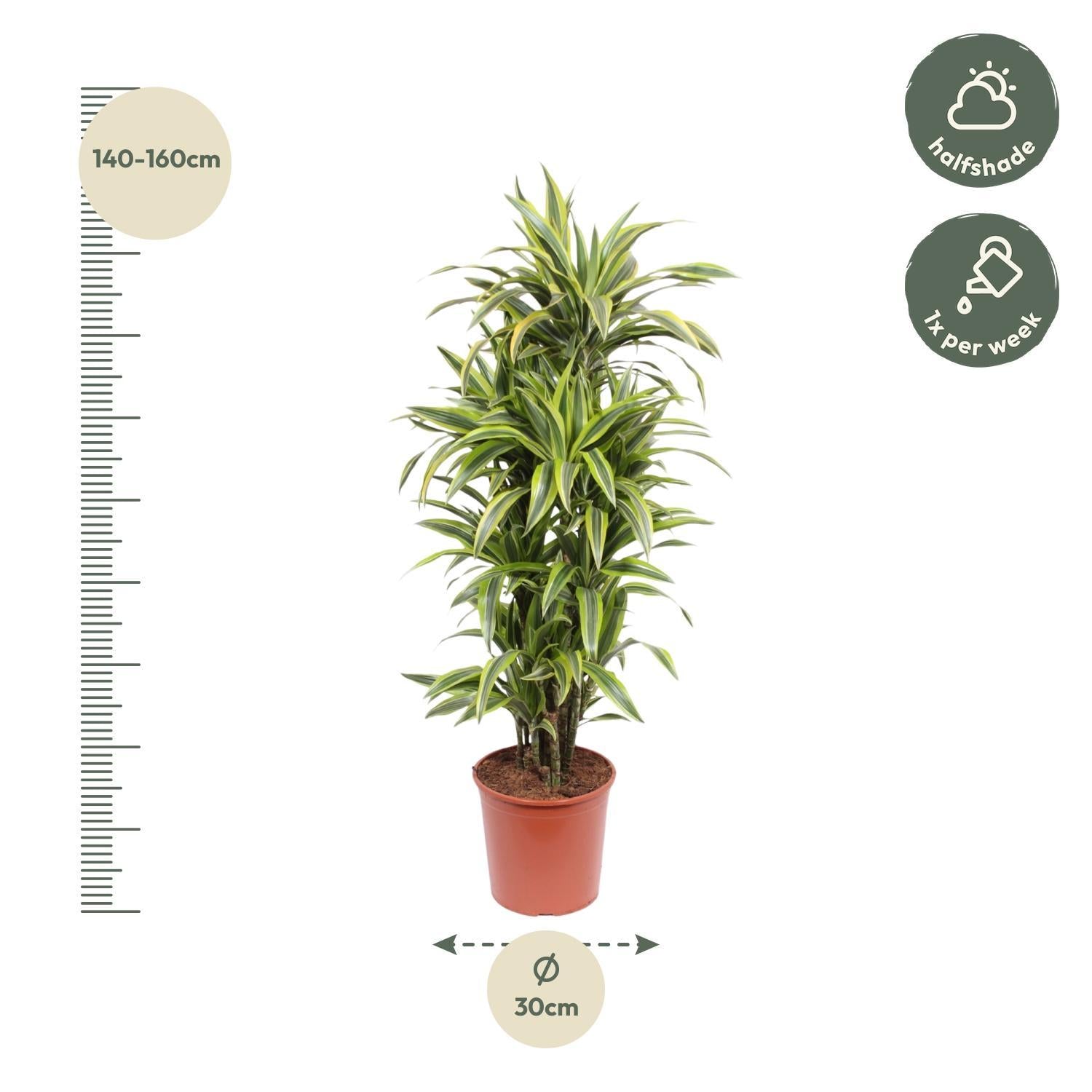 Dracaena Lemon Lime - 150 cm - ø30