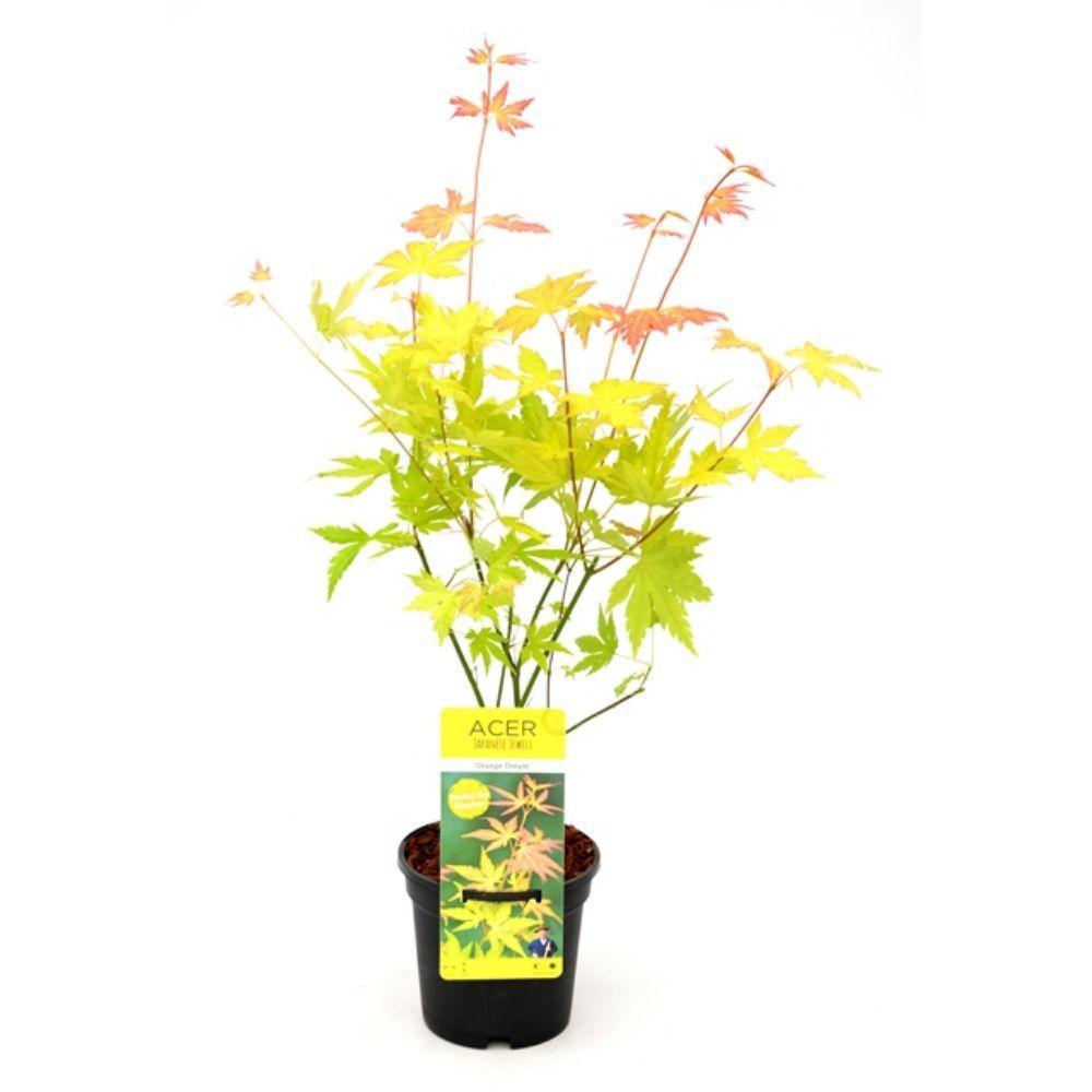 Acer Palmatum Orange Dream - Ø13 - ↨20cm