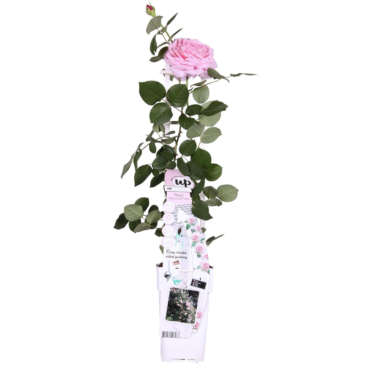 Rosa Crazy in love 'Pink' - Rosa Rose