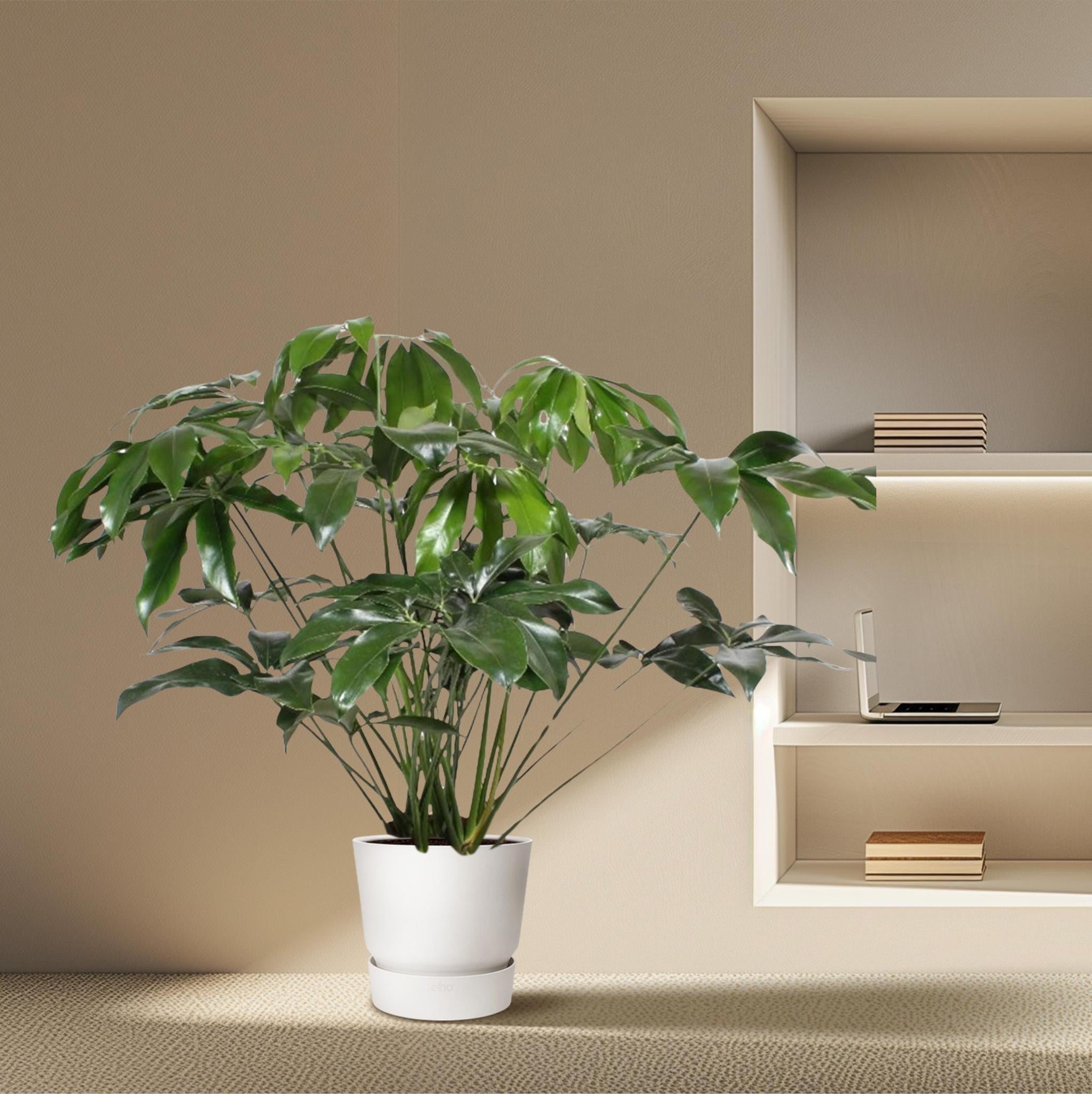 Philodendron Green Wonder - 140 cm - ø34