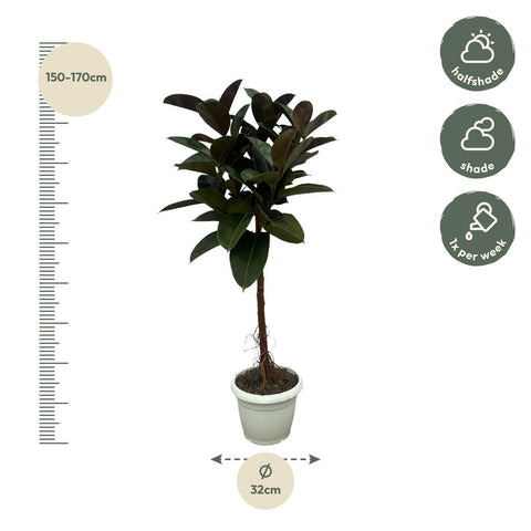 Ficus Elastica Robusta auf Stamm - 140 cm - Ø32cm