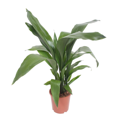 Aspidistra Elatior - Ø19cm - ↕80cm