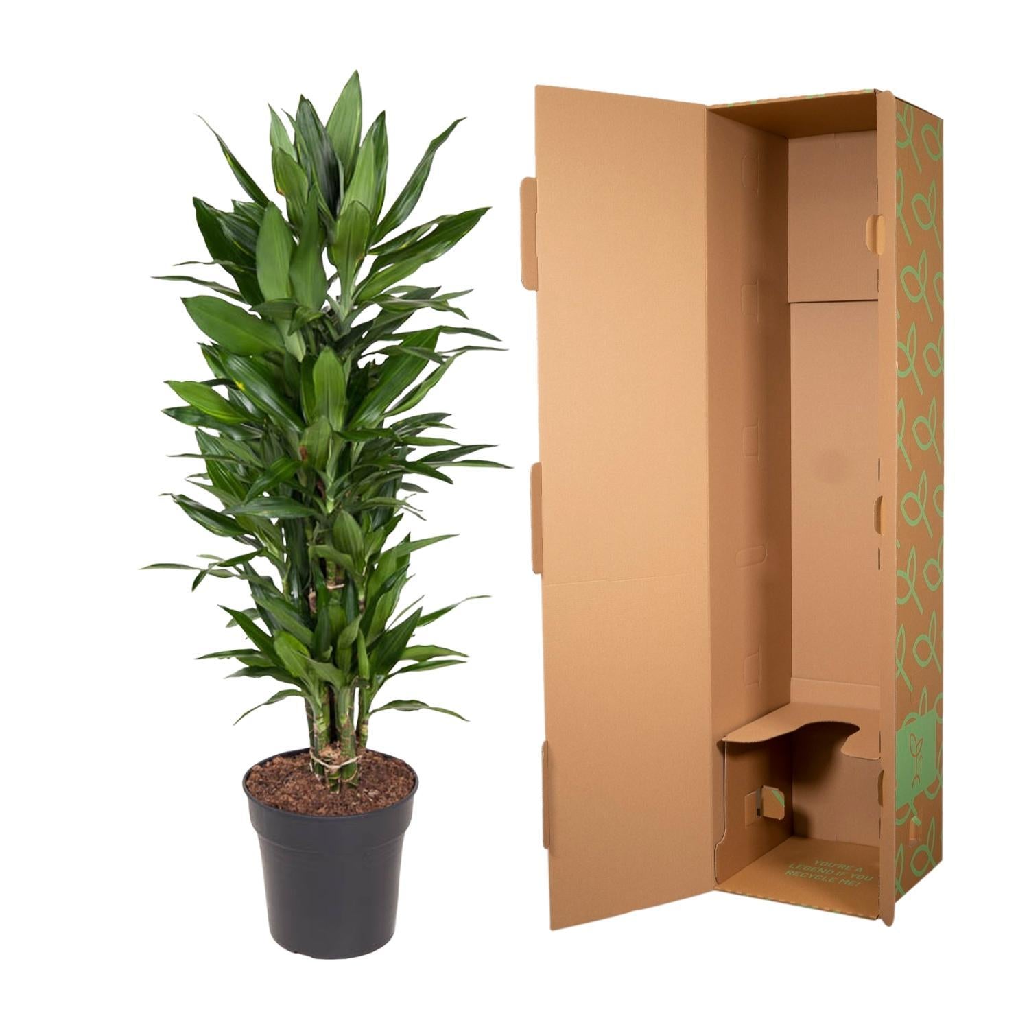 Dracaena Janet Lind verzweigt - 110 cm - ø27