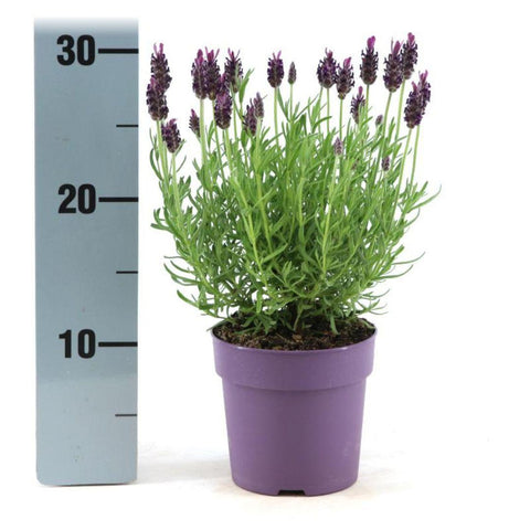 Lavandula Stoechas Anouk® - 12 cm Topf - Set mit 6 Schopflavendel