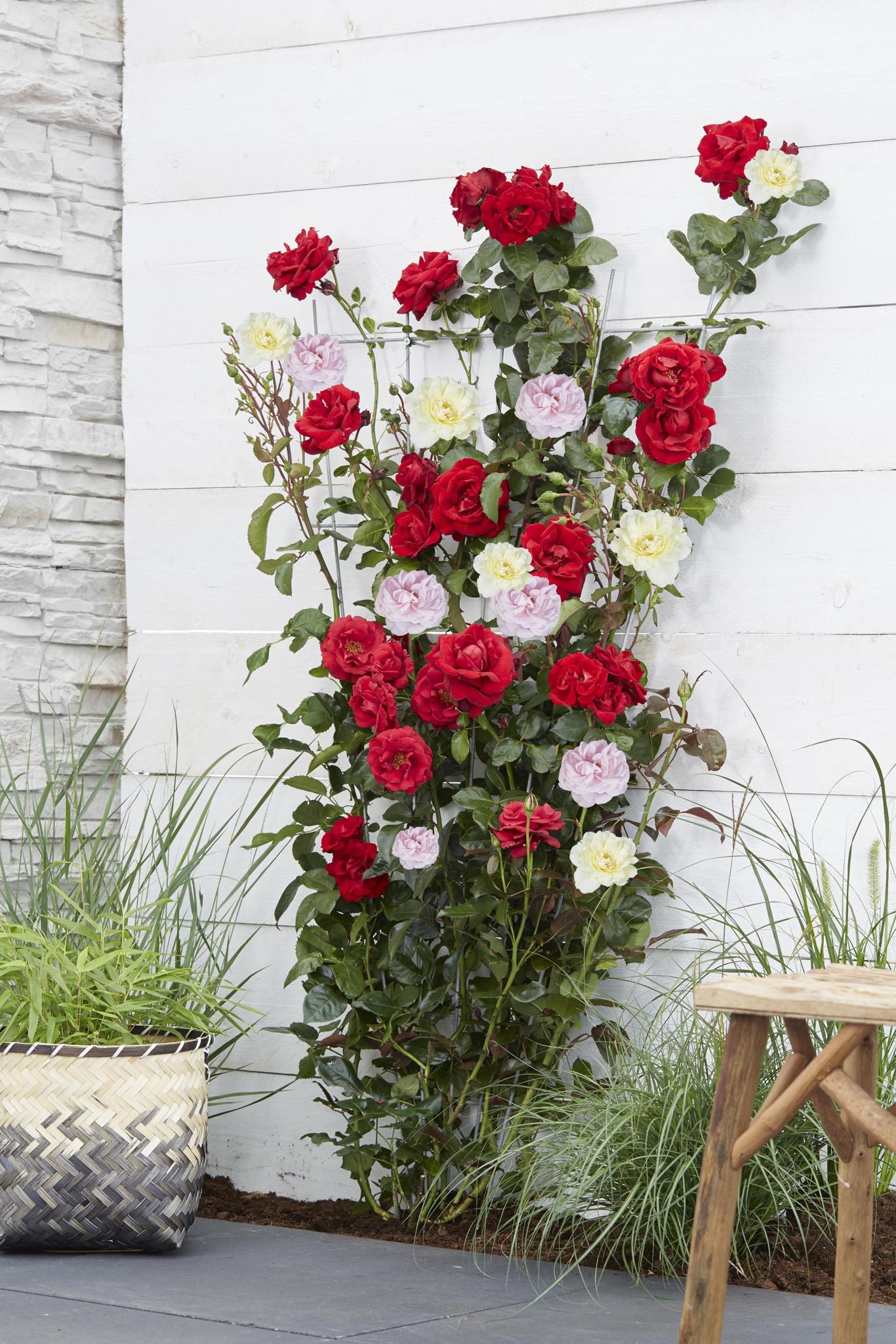 Rosa Crazy in love 'Pink' - Rosa Rose