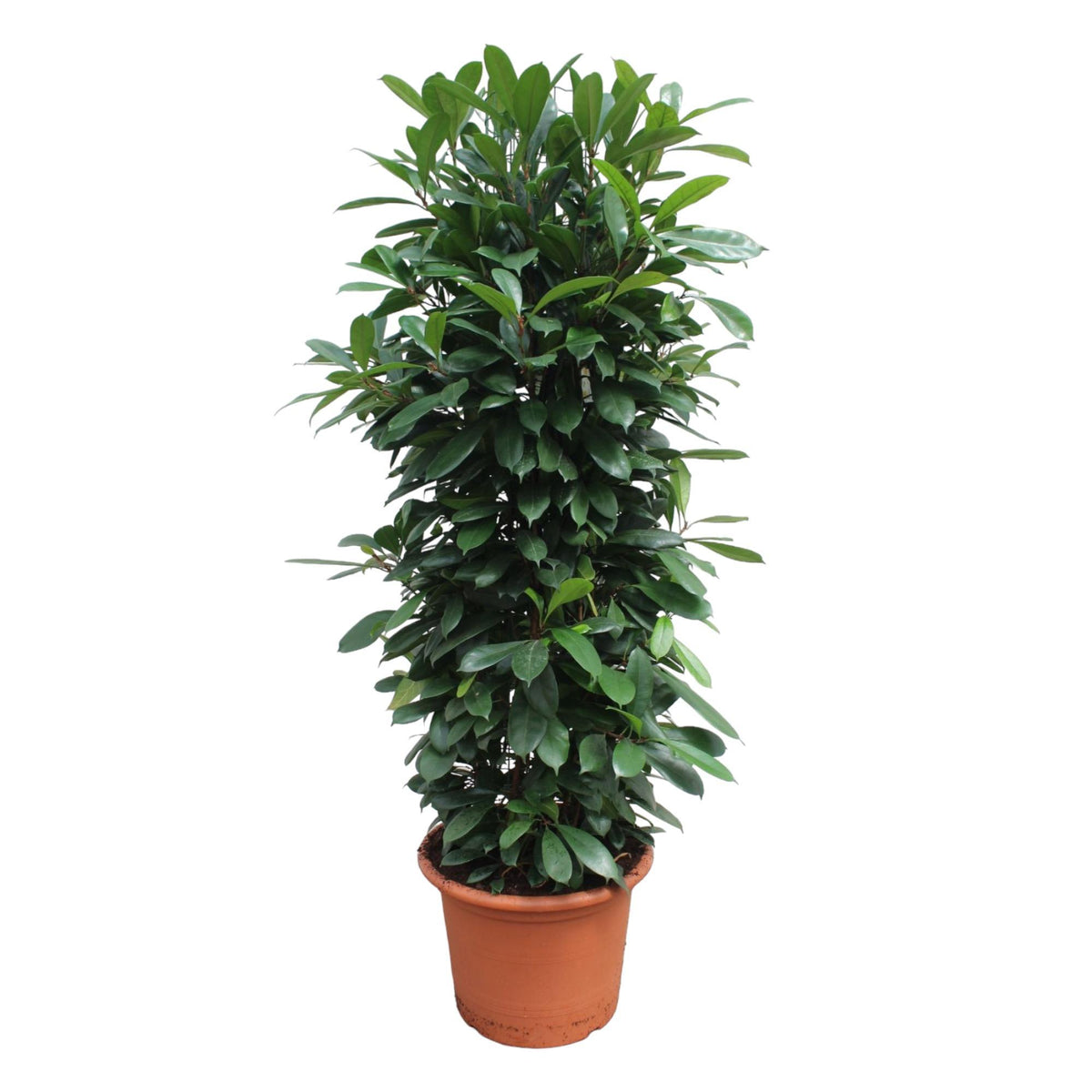 Ficus Cyathistipula Gittergestell - 230 cm - ø60