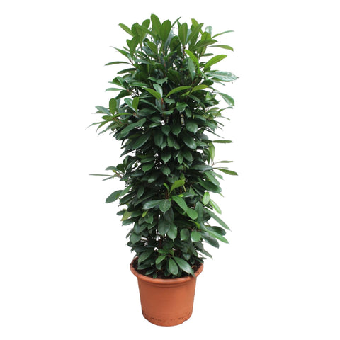 Ficus Cyathistipula Gittergestell - 230 cm - ø60