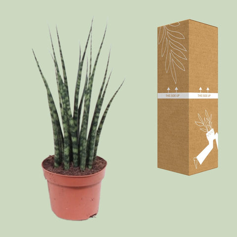 Sansevieria Fernwood Mikado - Ø12cm - ↕40cm