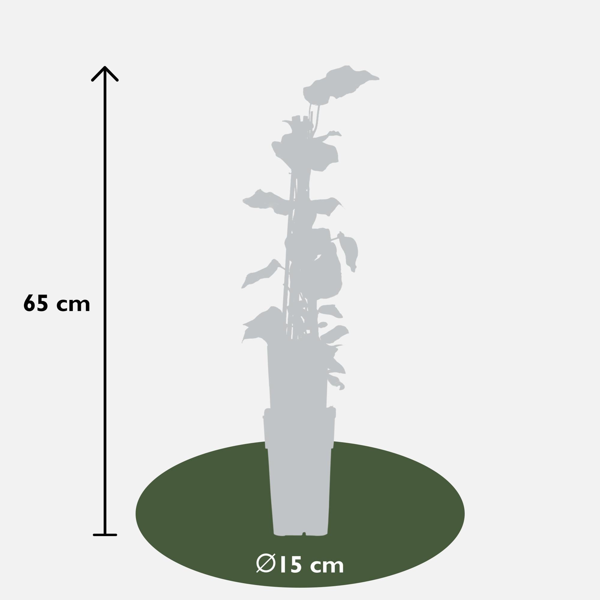 4x - Hedera algeriensis 'Gloire de Maren' - ↨65cm - Ø15