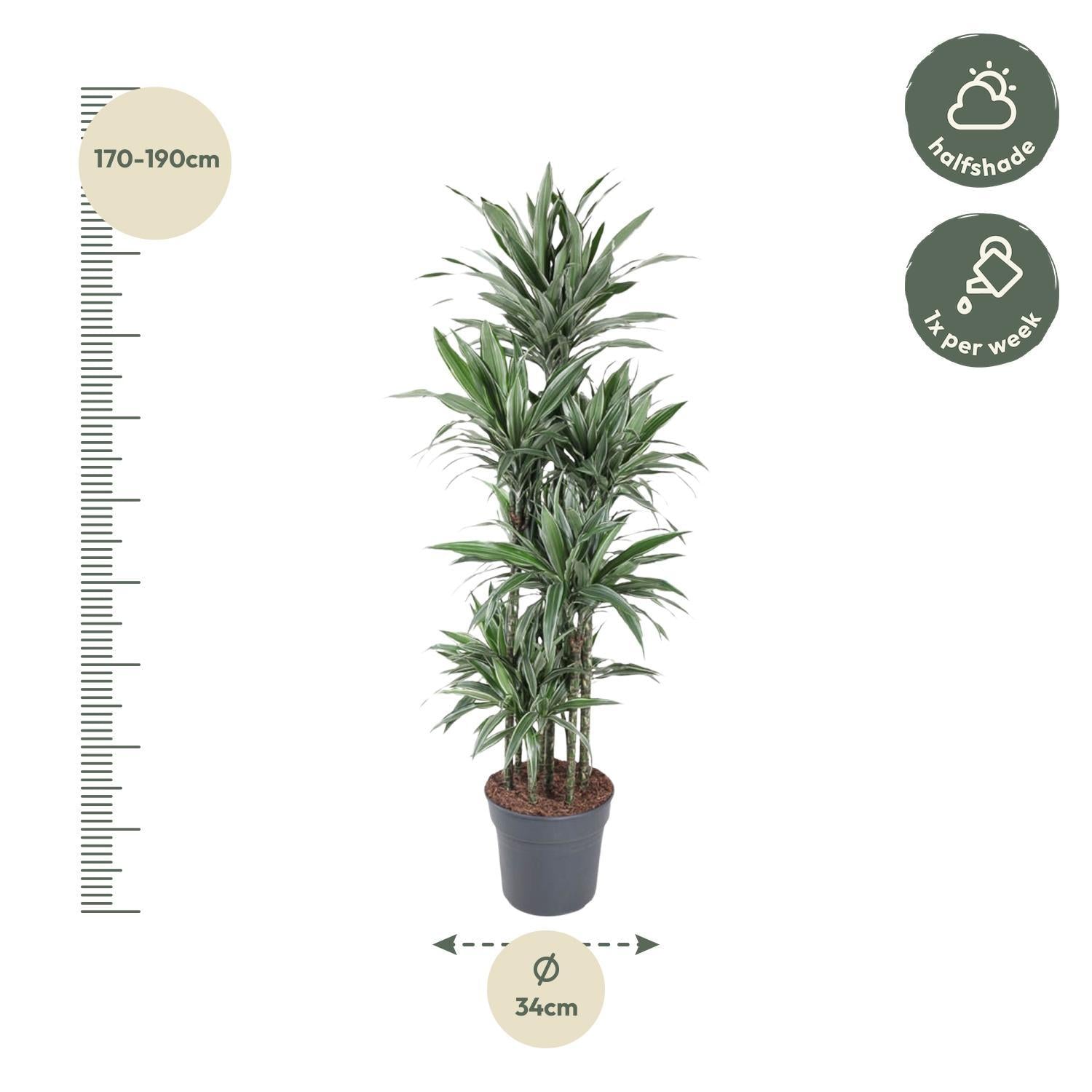 Dracaena Warneckei Carrousel - 180 cm - ø34