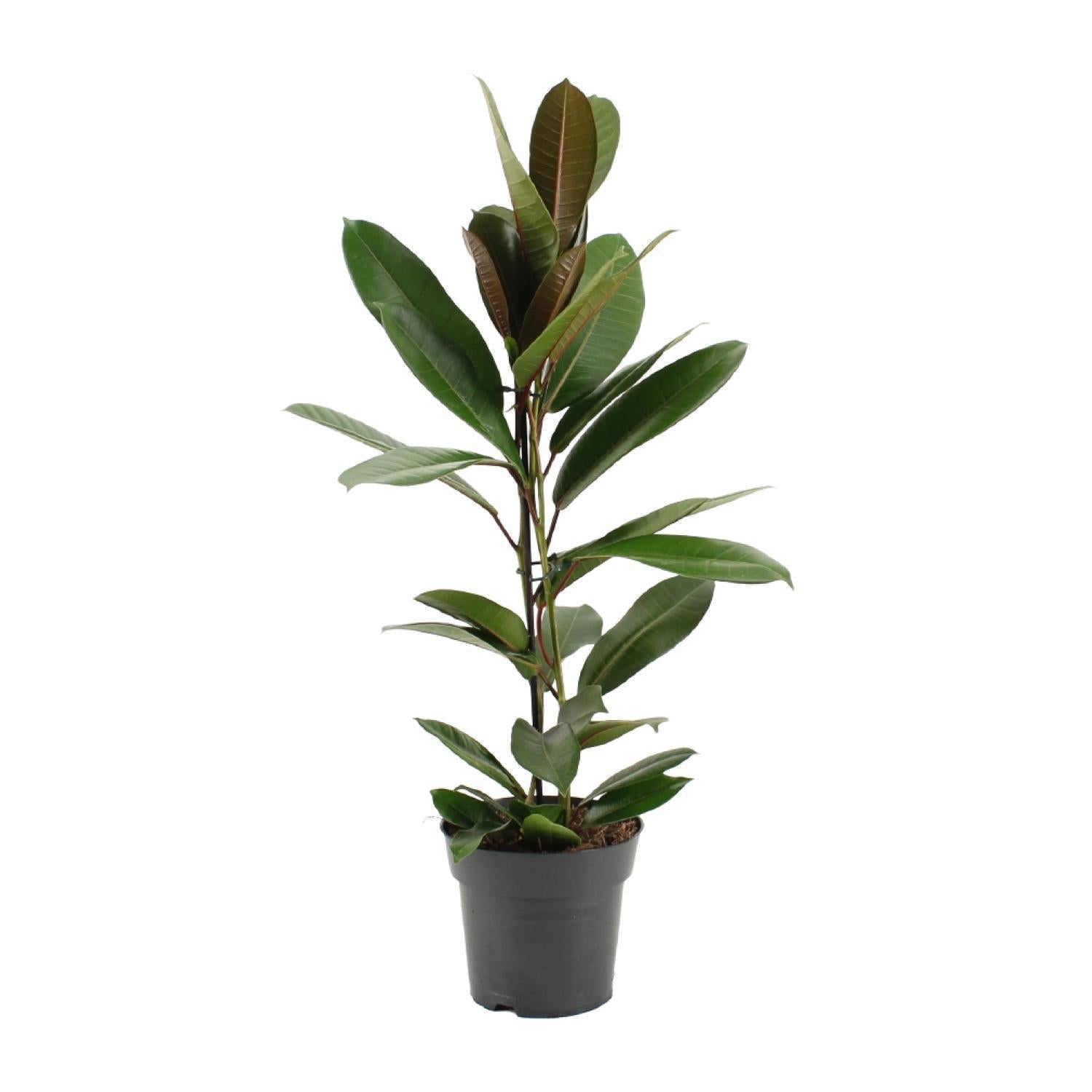 Ficus America Tresor - Ø17cm - ↕75cm