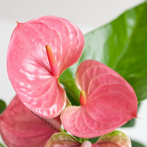 Anthurium Pink Explosion mit Lissabon Weidenkorb - 55cm - Ø17