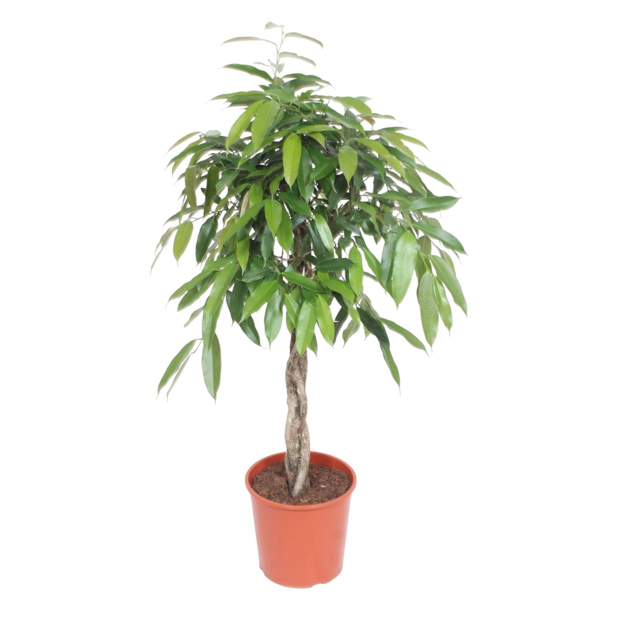 Ficus Amstel King mit geflochtenem Stamm - 140 cm - ø30