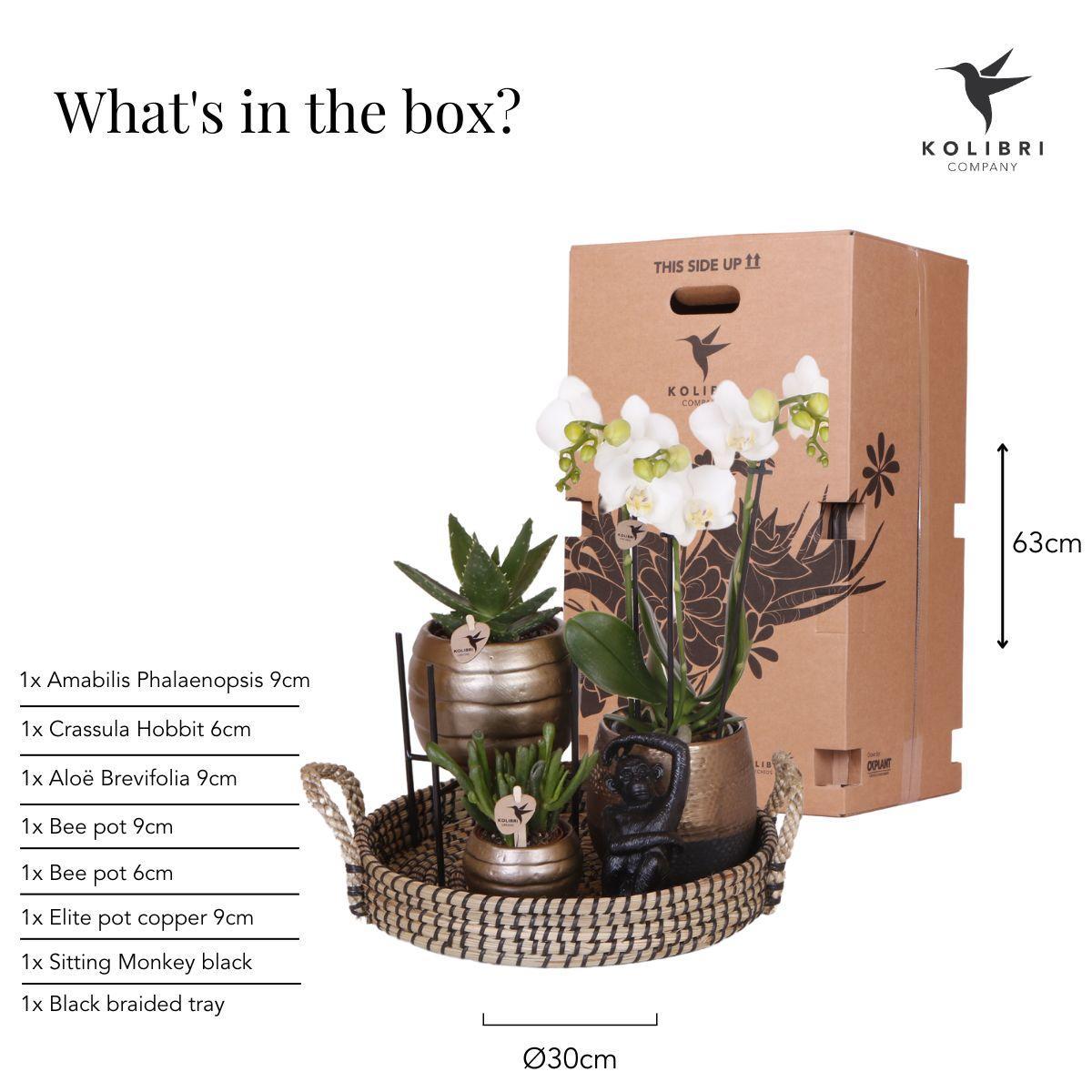 Kolibri Company | Komplettes Pflanzenset Home Hub | Grünpflanzen mit weißer Phalaenopsis-Orchidee inkl. schwarzen Keramik-Ziertöpfen und Zubehör