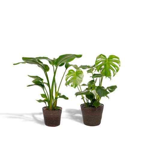 Strelitzia Nicolai - Ø19cm - ↕85cm + Monstera Deliciosa - Ø21cm - ↕75cm + Korb Igmar