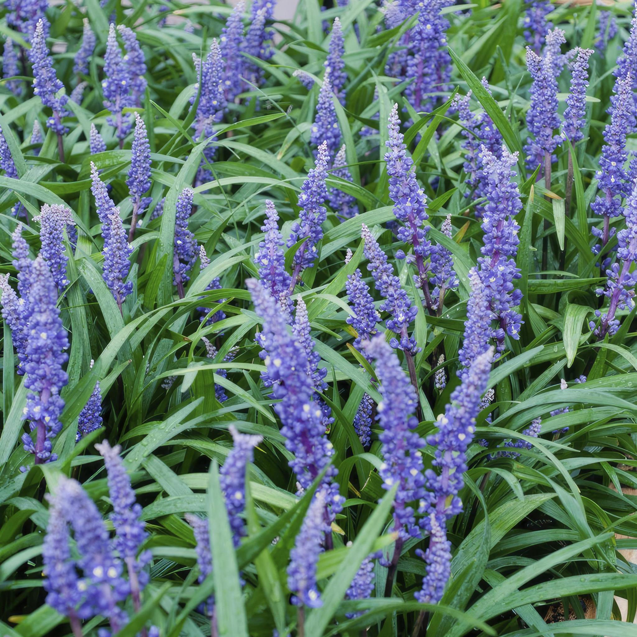 6x Liriope muscari 'Big Blue' - ↕10-25cm - Ø9cm - 20x