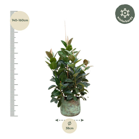 Ficus Robusta verzweigt - 150 cm - ø38