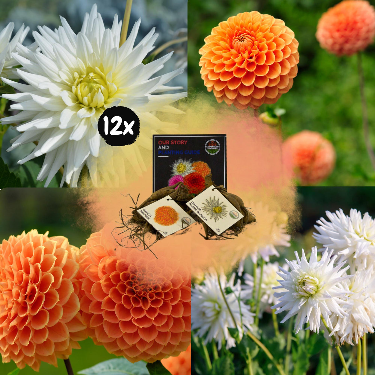 Flowerbulbs Amsterdam - Mix Orange Pride, Dahlia Playa Blanca & Dahlia Ralphie, 12 dahlia's, 2 m2 dahlia plezier