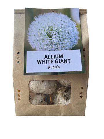 White Giant - Allium Zwiebeln 5 Stück