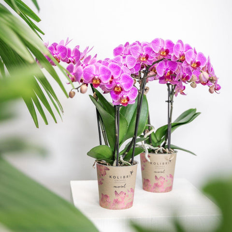 Kolibri Orchids | Lila/rosa Phalaenopsis Orchidee - Mineral Vienna - Topfgröße Ø9cm | blühende Zimmerpflanze - frisch vom Züchter