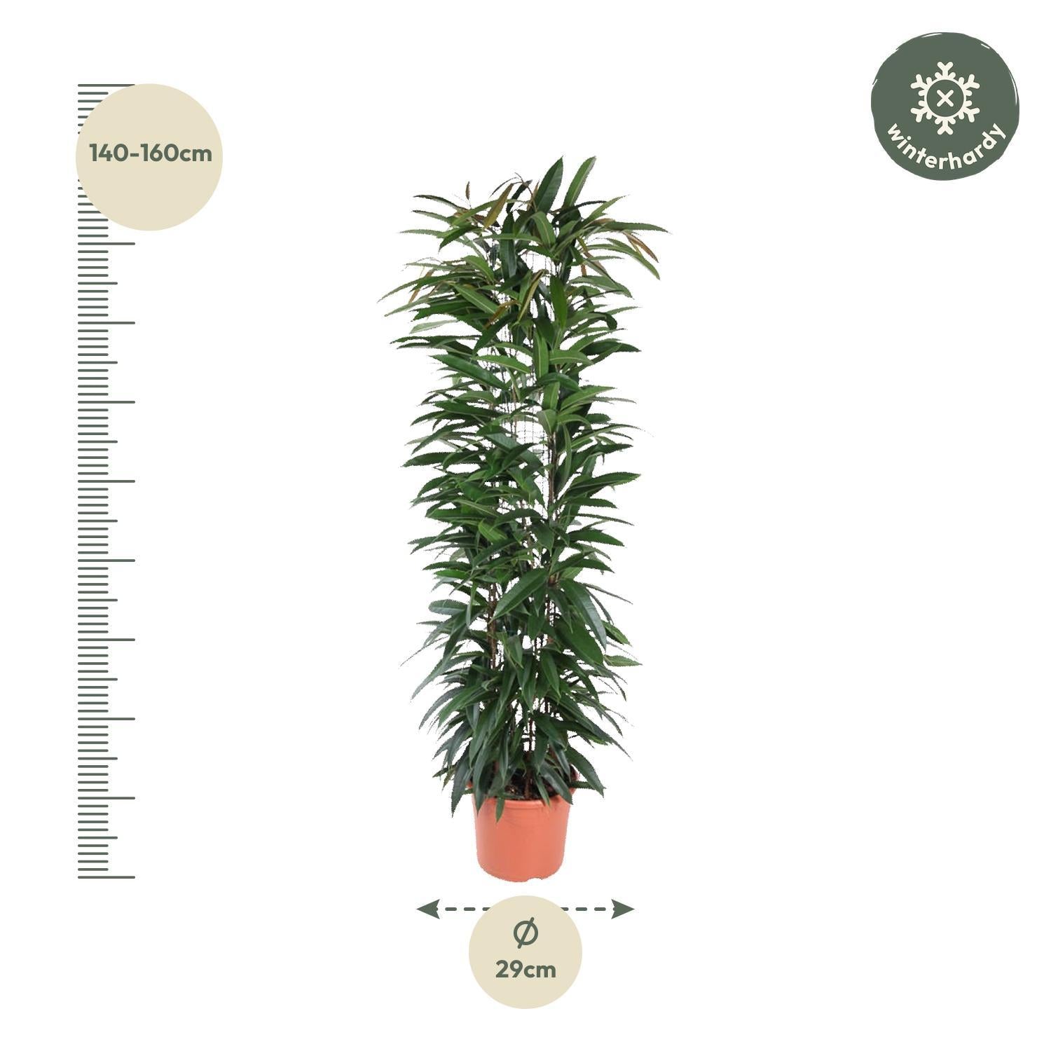 Ficus Alii King Säule - 150 cm - ø29