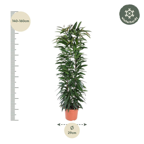 Ficus Alii King Säule - 150 cm - ø29