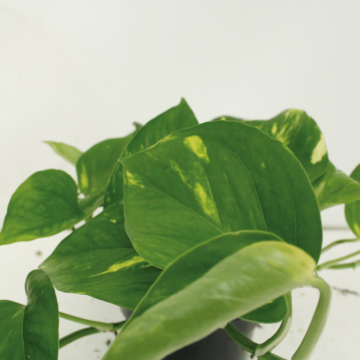 2x Epipremnum Aureum - Scindapsus - 20cm - ø12